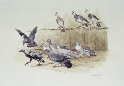 The Jackdaw and the Doves by Randolph Caldecott